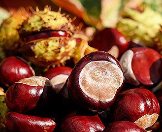 Výťažky z gaštanu